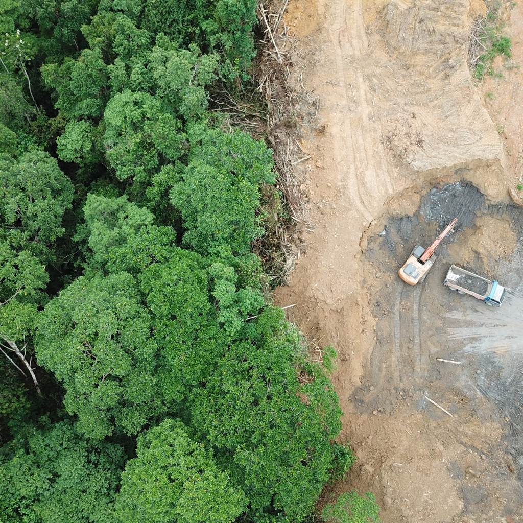 deforestation-and-collagen 