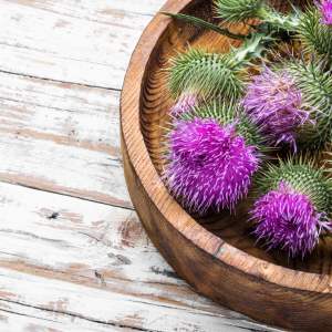 milk-thistle